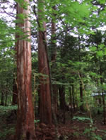 樹齢約80年以上の木曾ひのきを使用